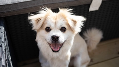 premium hond ig